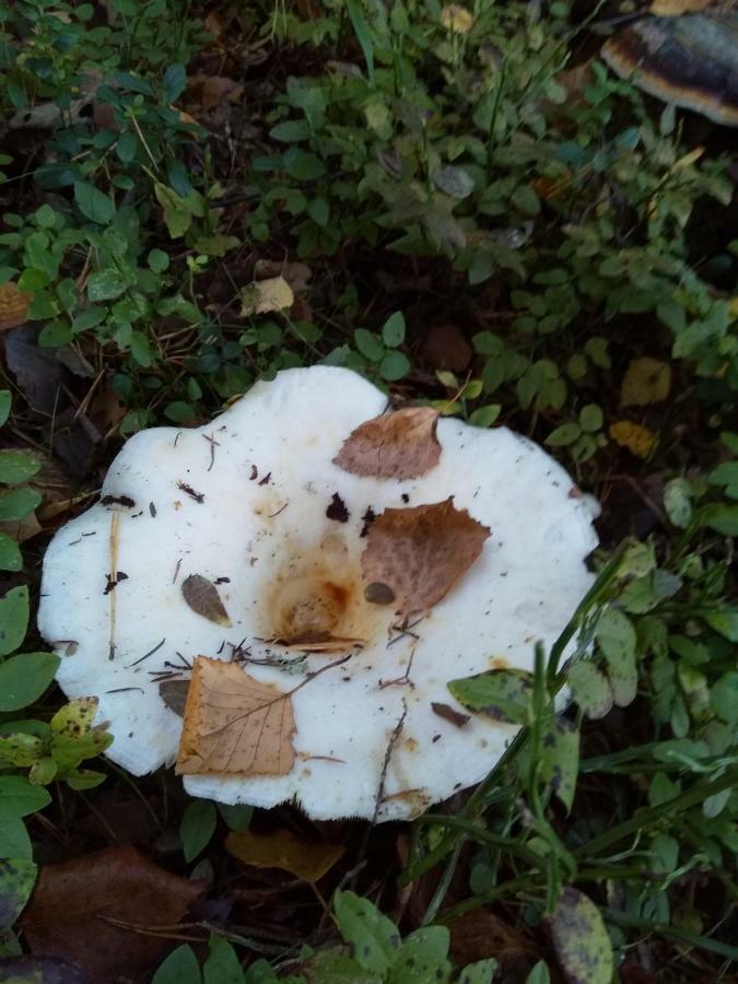 Villa Tiirinkallio Nilsiä Dış mekan fotoğraf