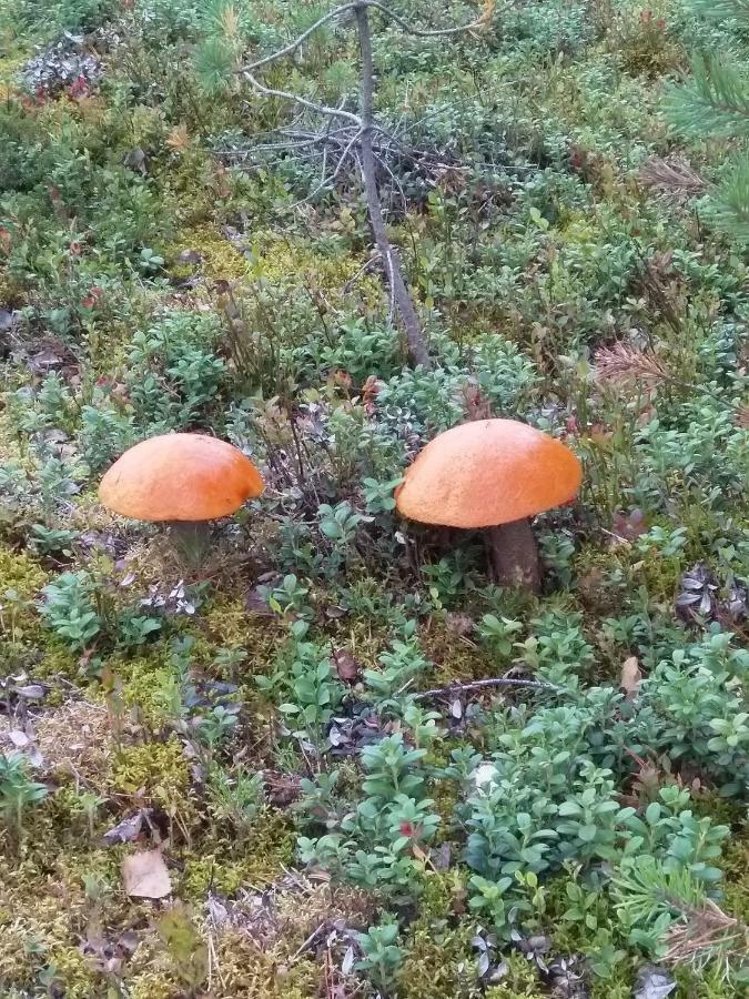 Villa Tiirinkallio Nilsiä Dış mekan fotoğraf