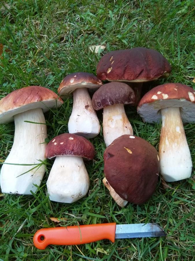 Villa Tiirinkallio Nilsiä Dış mekan fotoğraf